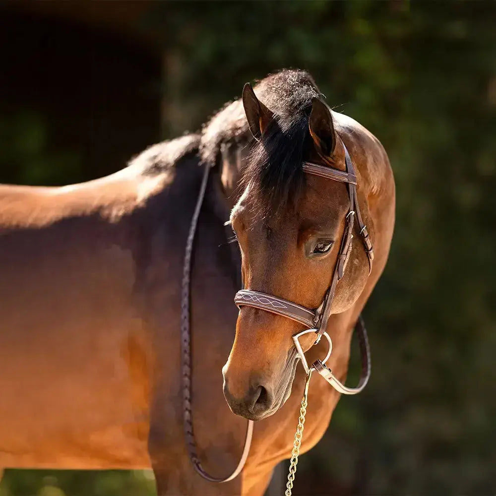 Equestrian