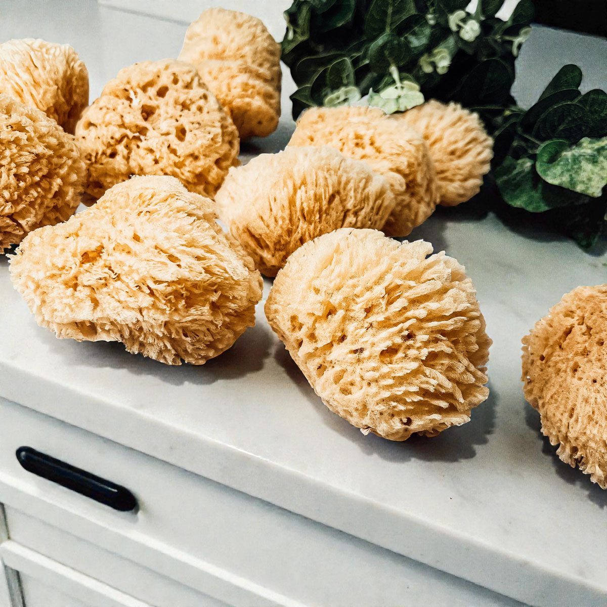 Dead Sea Sponge